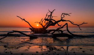 Jekyll Island - Driftwood Beach