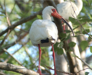 Naples - Everglades National Park-America's Largest National Park!