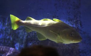 Cape Cod - Woods Hole Science Museum
