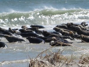 Cape Cod - Monomoy National Wildlife Refuge