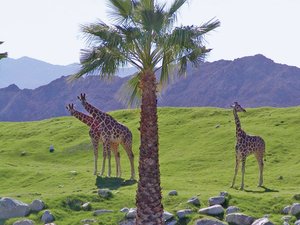 Palm Springs - The Living Zoo and Botanical Garden