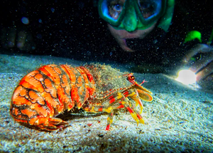 Hawaii - Night Snorkeling 