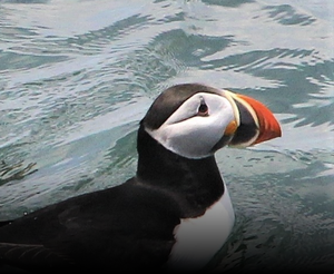 Bar Harbor - Nature Tour