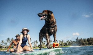 Hawaii- Dog Surfing & Photography Package