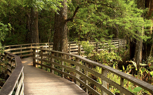 Naples - Audubon Corkscrew Swamp Sanctuary 