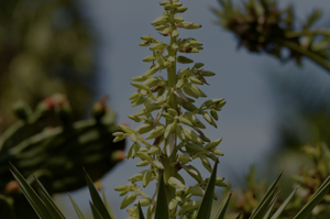 Naples Botanical Garden