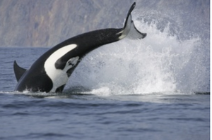 Bar Harbor -  Whale Watch Tour