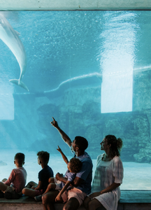 Clearwater - Sea Life Eco-Tour 