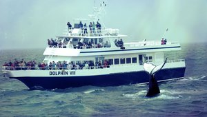 Cape Cod - Whale Watching Tour