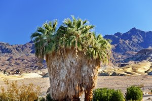 Palm Springs - Indian Canyons