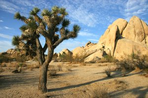 Palm Springs - Joshua Tree National Park
