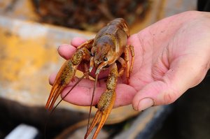 Bar Harbor - Oceanarium and Lobster Hatchery