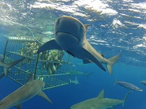 Hawaii- Shark Tours