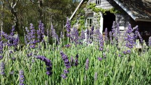 Cape Cod - Lavender Farm