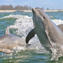 Dolphins