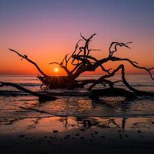 Driftwood Beach