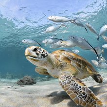 Sea Turtle