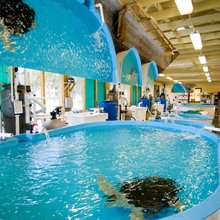 Georgia Sea Turtle Center