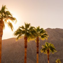 Palms Sunset