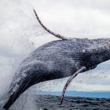 whale
